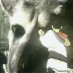 O progresso de The Last Guardian está indo bem (bem devagar)